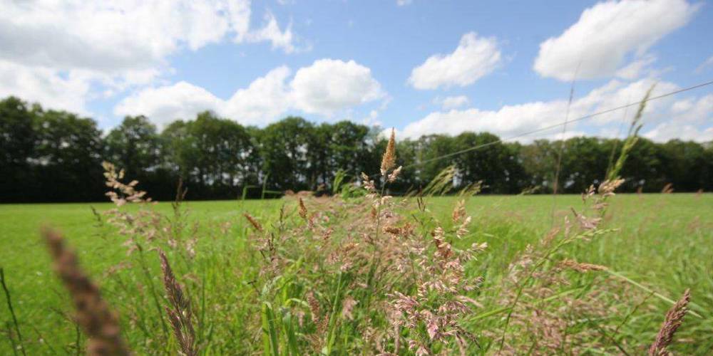 Een groen landschap in Overijssel met wilde grassen op de voorgrond, een open veld en een rij bomen in de verte onder een blauwe lucht met witte wolken.